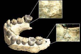 Image result for Dermatolepis inermis