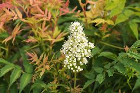 Attēlu rezultāti vaicājumam “Sorbaria sorbifolia fruit”