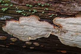 Attēlu rezultāti vaicājumam “Antrodia”