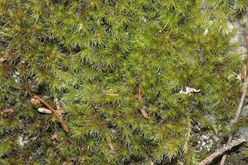 Attēlu rezultāti vaicājumam “Racomitrium heterostichum”