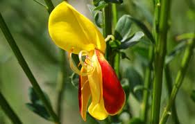 Attēlu rezultāti vaicājumam “Cytisus scoparius flower”