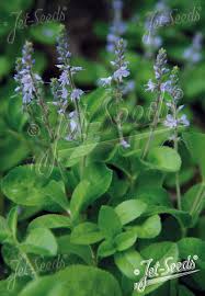Attēlu rezultāti vaicājumam “Veronica officinalis flower”