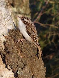 Attēlu rezultāti vaicājumam “Certhia familiaris”