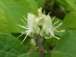 Attēlu rezultāti vaicājumam “Lonicera xylosteum leaf”