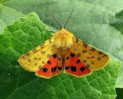 Attēlu rezultāti vaicājumam “Rhyparia purpurata”