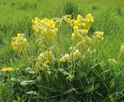 Attēlu rezultāti vaicājumam “Primula veris fruit”
