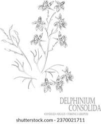 Attēlu rezultāti vaicājumam “Consolida regalis leaf”