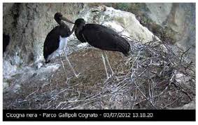 Attēlu rezultāti vaicājumam “Ciconia nigra nest”