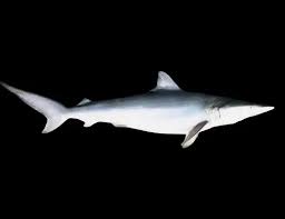 Image result for Carcharhinus isodon