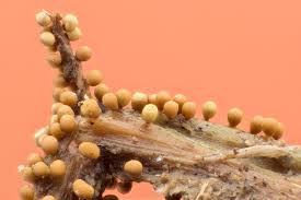 Attēlu rezultāti vaicājumam “Trichia contorta macro”