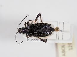 Attēlu rezultāti vaicājumam “Donacia clavipes”