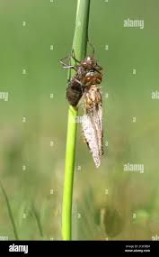 Attēlu rezultāti vaicājumam “Leucorrhinia pectoralis female”