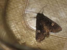 Attēlu rezultāti vaicājumam “Melanchra persicariae larva”