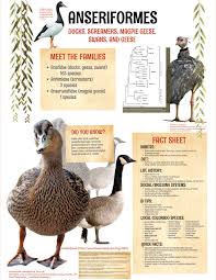 Attēlu rezultāti vaicājumam “Anseriformes”