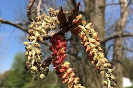 Attēlu rezultāti vaicājumam “Populus x canadensis male flower”