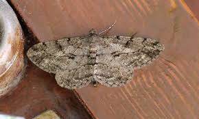 Attēlu rezultāti vaicājumam “Aethalura punctulata”