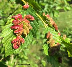 Attēlu rezultāti vaicājumam “Mycosphaerella ulmi”