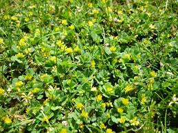 Attēlu rezultāti vaicājumam “Trifolium dubium”