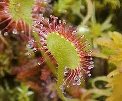 Attēlu rezultāti vaicājumam “Drosera rotundifolia flower”