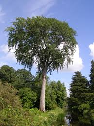 Attēlu rezultāti vaicājumam “Populus x canescens”