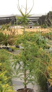 Attēlu rezultāti vaicājumam “Larix”