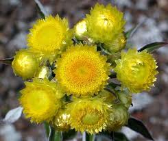 Image result for Helichrysum foetidum