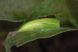 Attēlu rezultāti vaicājumam “Cyclophora annularia”