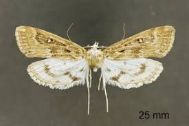 Attēlu rezultāti vaicājumam “Parapoynx stratiotata female”