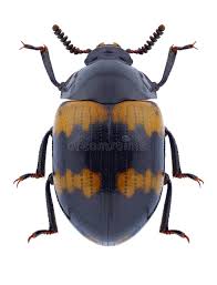 Attēlu rezultāti vaicājumam “Diaperis boleti”