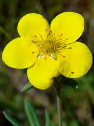 Attēlu rezultāti vaicājumam “Potentilla erecta bud”