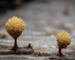 Attēlu rezultāti vaicājumam “Hemitrichia decipiens spores”