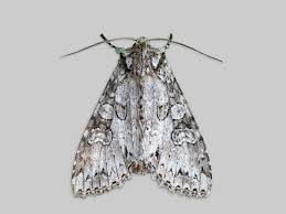 Attēlu rezultāti vaicājumam “Polia nebulosa”