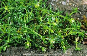 Attēlu rezultāti vaicājumam “Sagina procumbens”