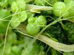 Attēlu rezultāti vaicājumam “Lemna gibba”