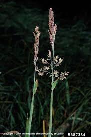 Attēlu rezultāti vaicājumam “Holcus lanatus”