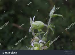 Attēlu rezultāti vaicājumam “Silene baccifera flower”