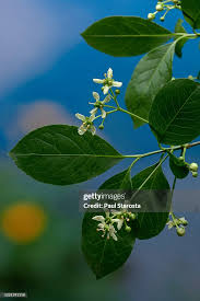 Attēlu rezultāti vaicājumam “Euonymus europaeus leaf”