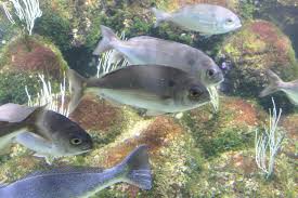 Image result for Pagellus bogaraveo