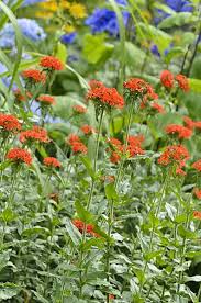 Attēlu rezultāti vaicājumam “Silene chalcedonica leaf”