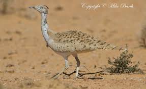 Image result for Chlamydotis macqueenii