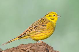 Attēlu rezultāti vaicājumam “Emberiza citrinella”