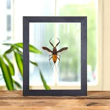 Attēlu rezultāti vaicājumam “Nepa cinerea”