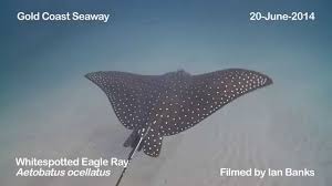 Image result for Aetobatus ocellatus