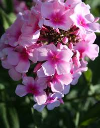 Image result for Phlox paniculata `Bright Eyes`