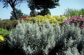 Image result for Artemisia absinthium