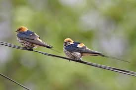 Attēlu rezultāti vaicājumam “Hirundinidae”