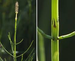 Attēlu rezultāti vaicājumam “Equisetum palustre”