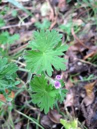 Attēlu rezultāti vaicājumam “Geranium molle leaf”