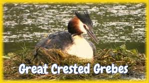 Attēlu rezultāti vaicājumam “Podiceps cristatus nest”
