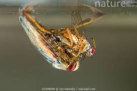 Attēlu rezultāti vaicājumam “Notonecta glauca”